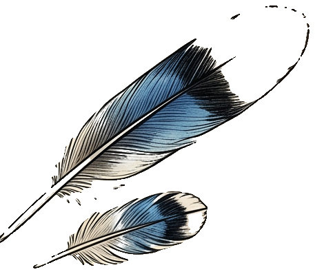 Blue jay feather, vintage scientific illustration